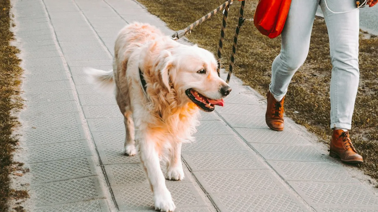 Fotografía ilustrativa de un perro