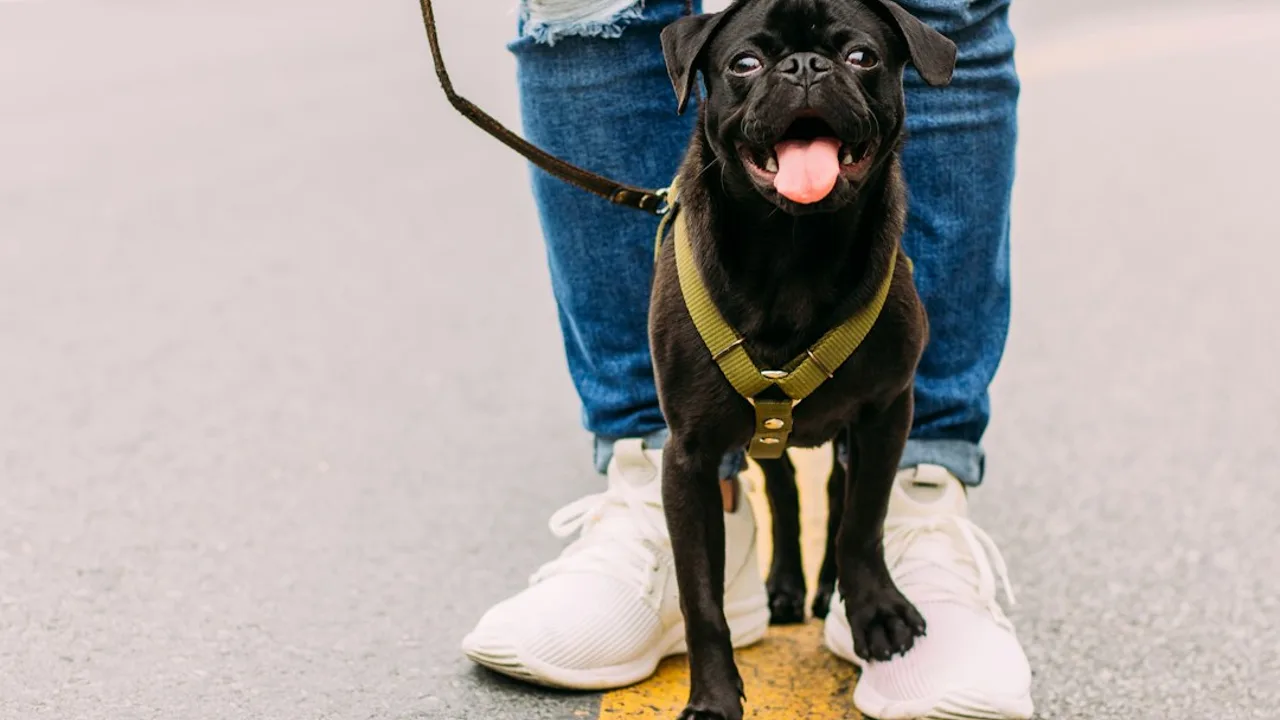 Fotografía ilustrativa de un perro