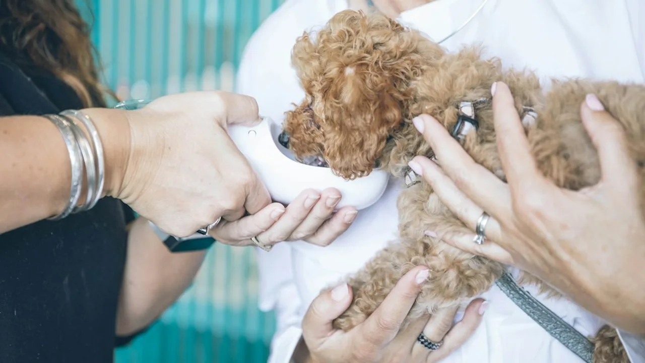Fotografía ilustrativa de un perro