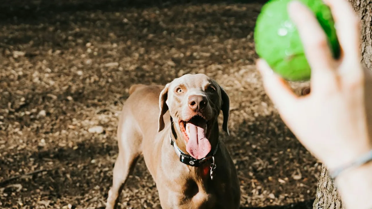 Fotografía ilustrativa de un perro