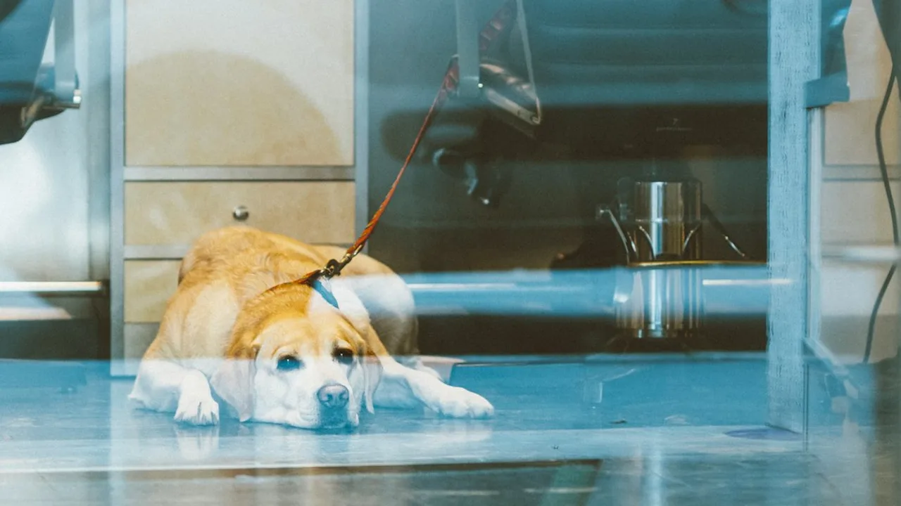 Fotografía ilustrativa de un perro