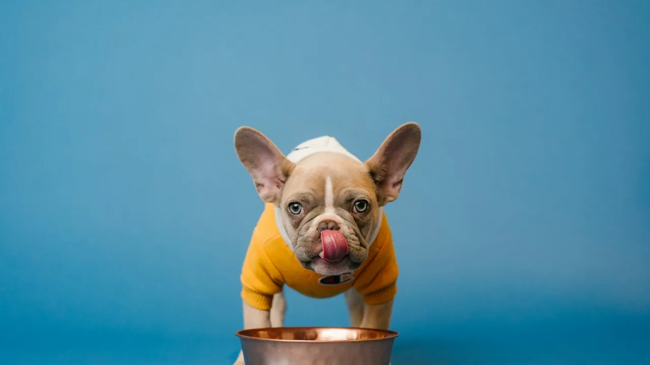 Fotografía ilustrativa de un perro