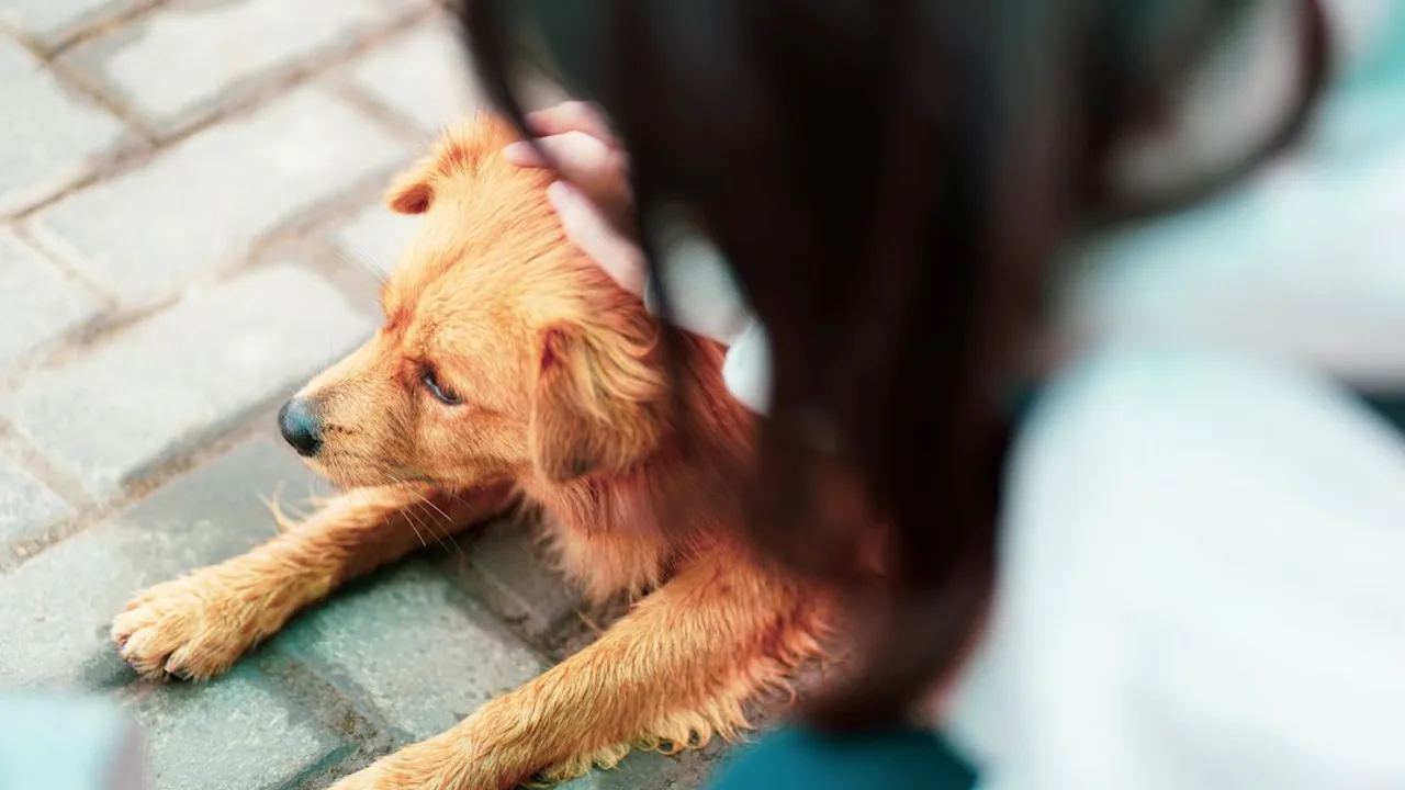 Mi perro no quiere comer: causas y qué hacer