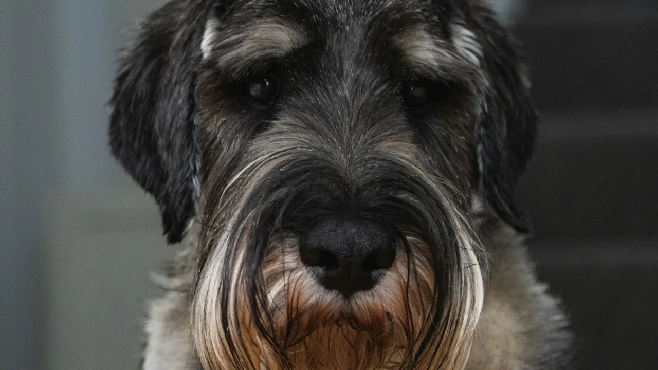 Fotografía ilustrativa de un perro