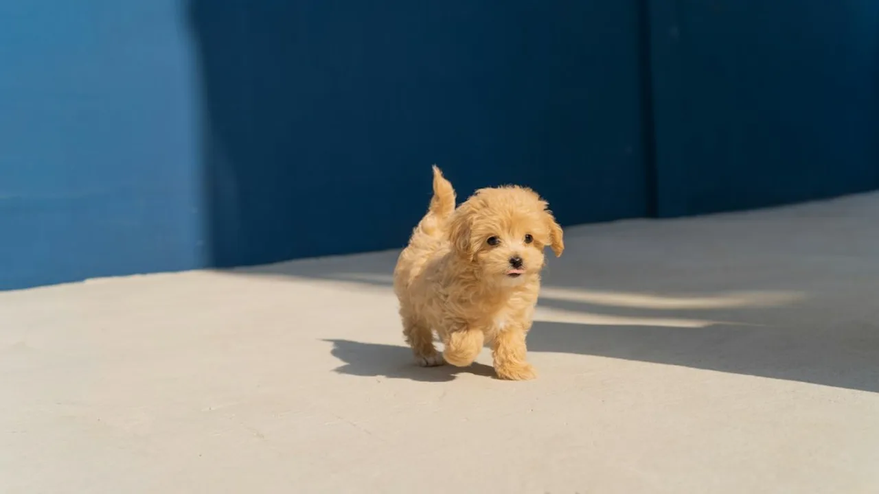 Fotografía ilustrativa de un perro
