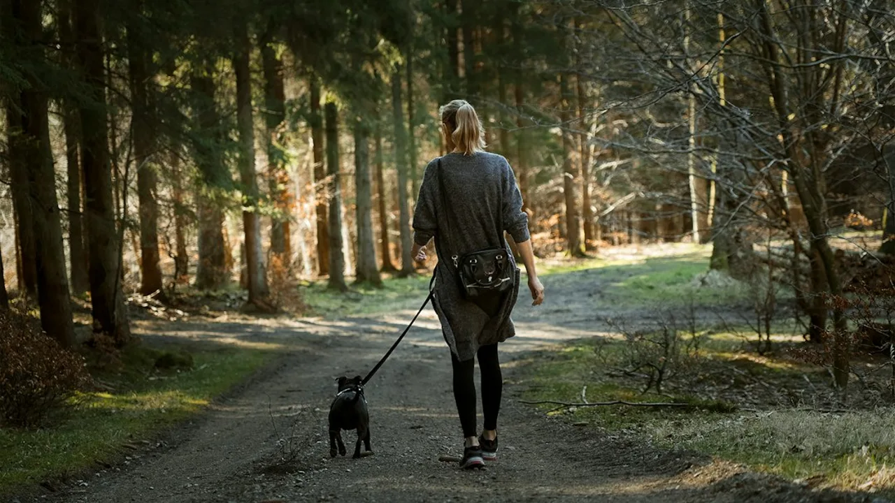 Fotografía ilustrativa de un perro