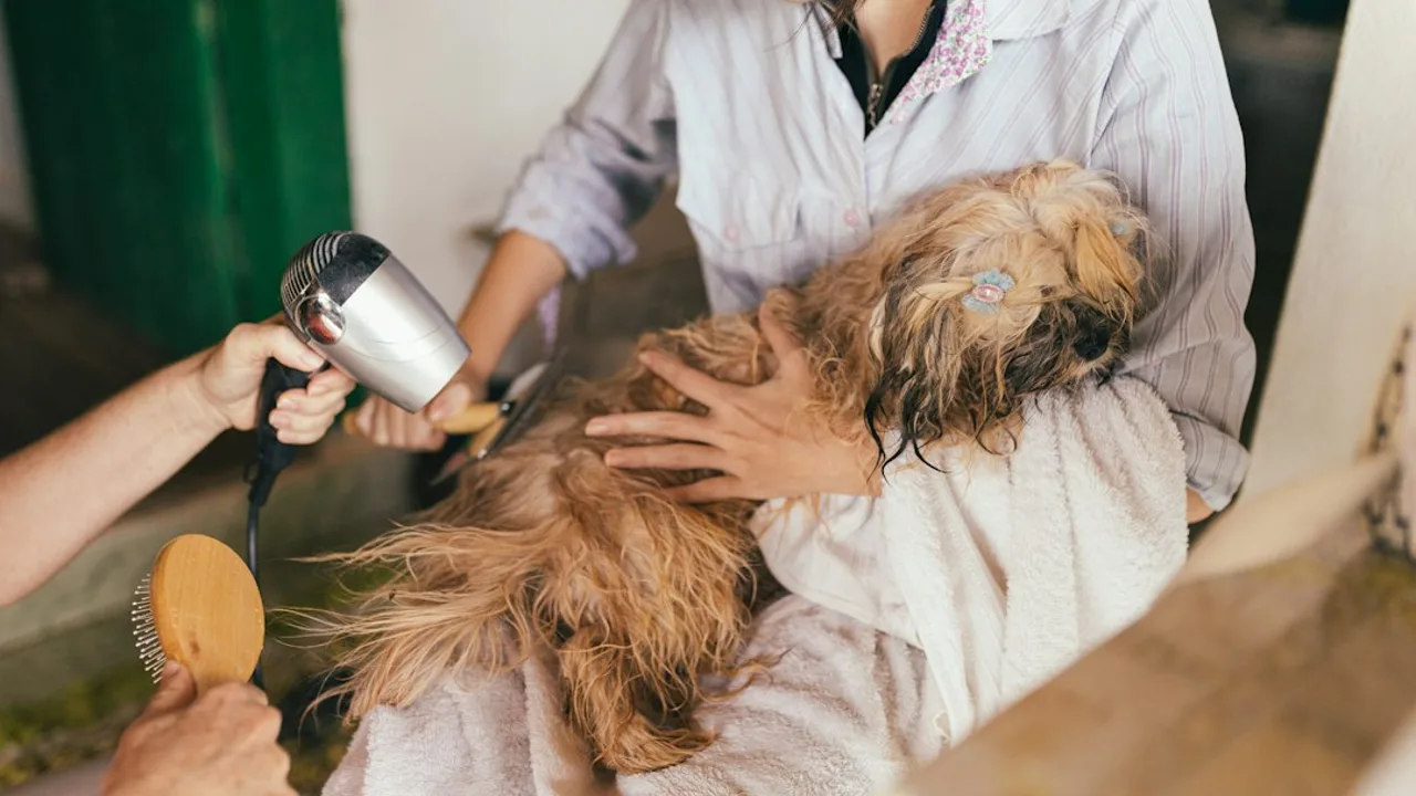 Fotografía ilustrativa de un perro