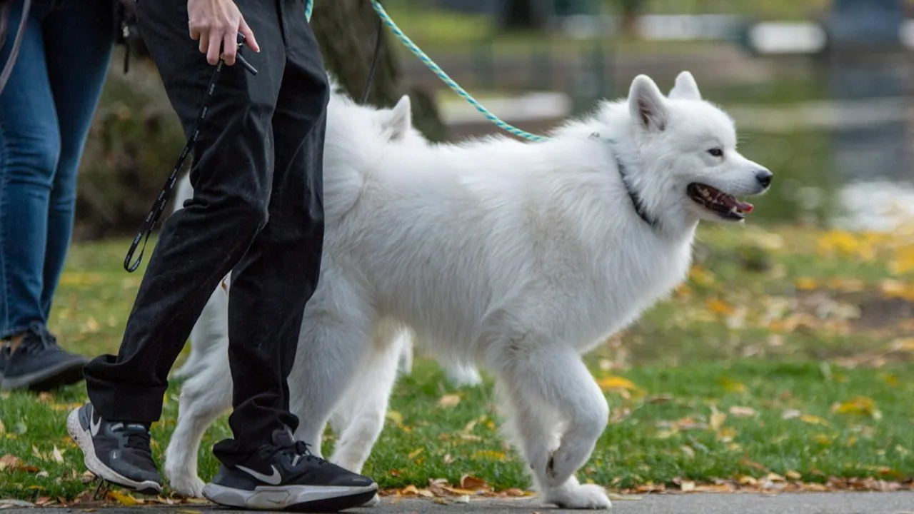 Fotografía ilustrativa de un perro
