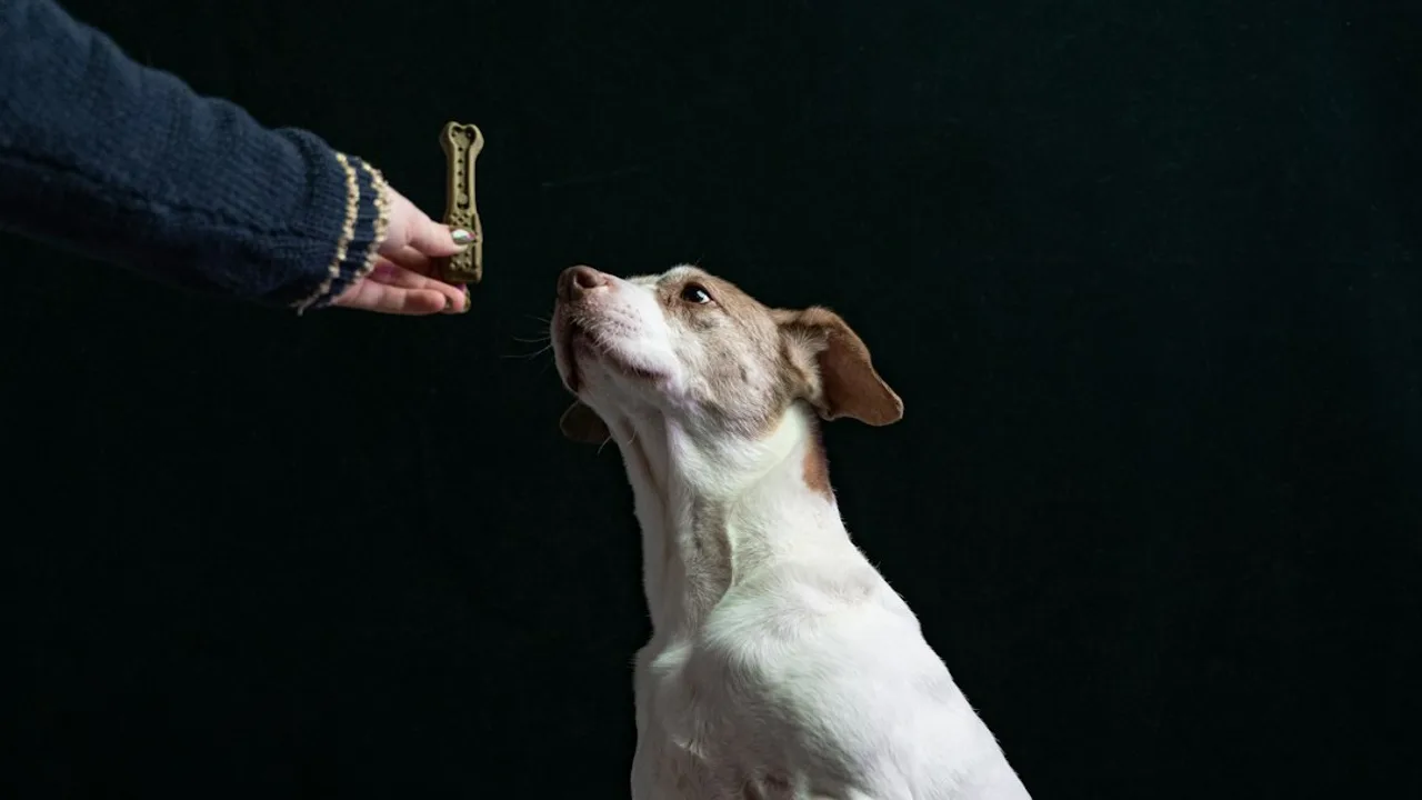 Fotografía ilustrativa de un perro