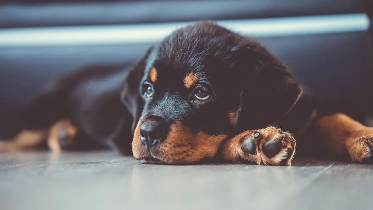 Fotografía ilustrativa de un perro