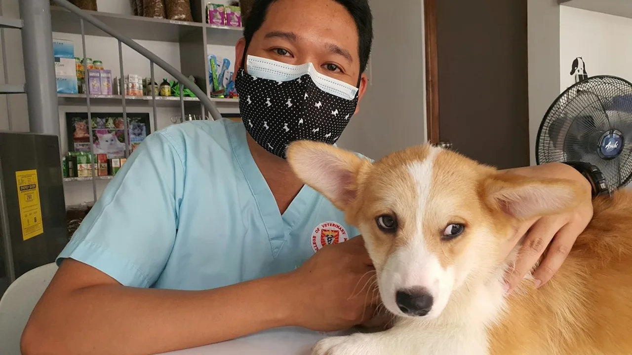 Fotografía ilustrativa de un perro