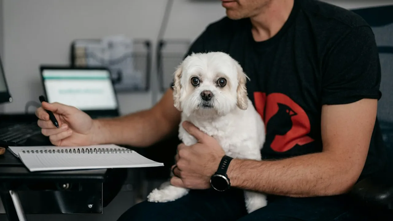 Fotografía ilustrativa de un perro