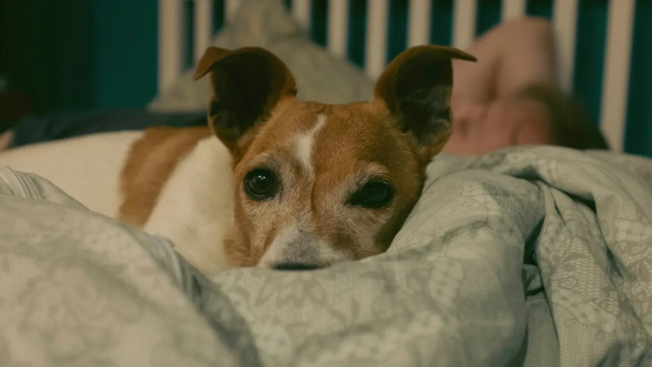 Fotografía ilustrativa de un perro