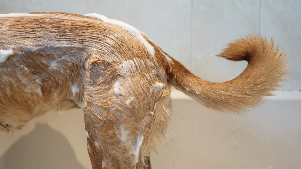 Fotografía ilustrativa de un perro
