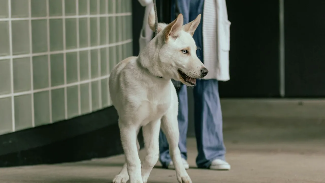 Fotografía ilustrativa de un perro