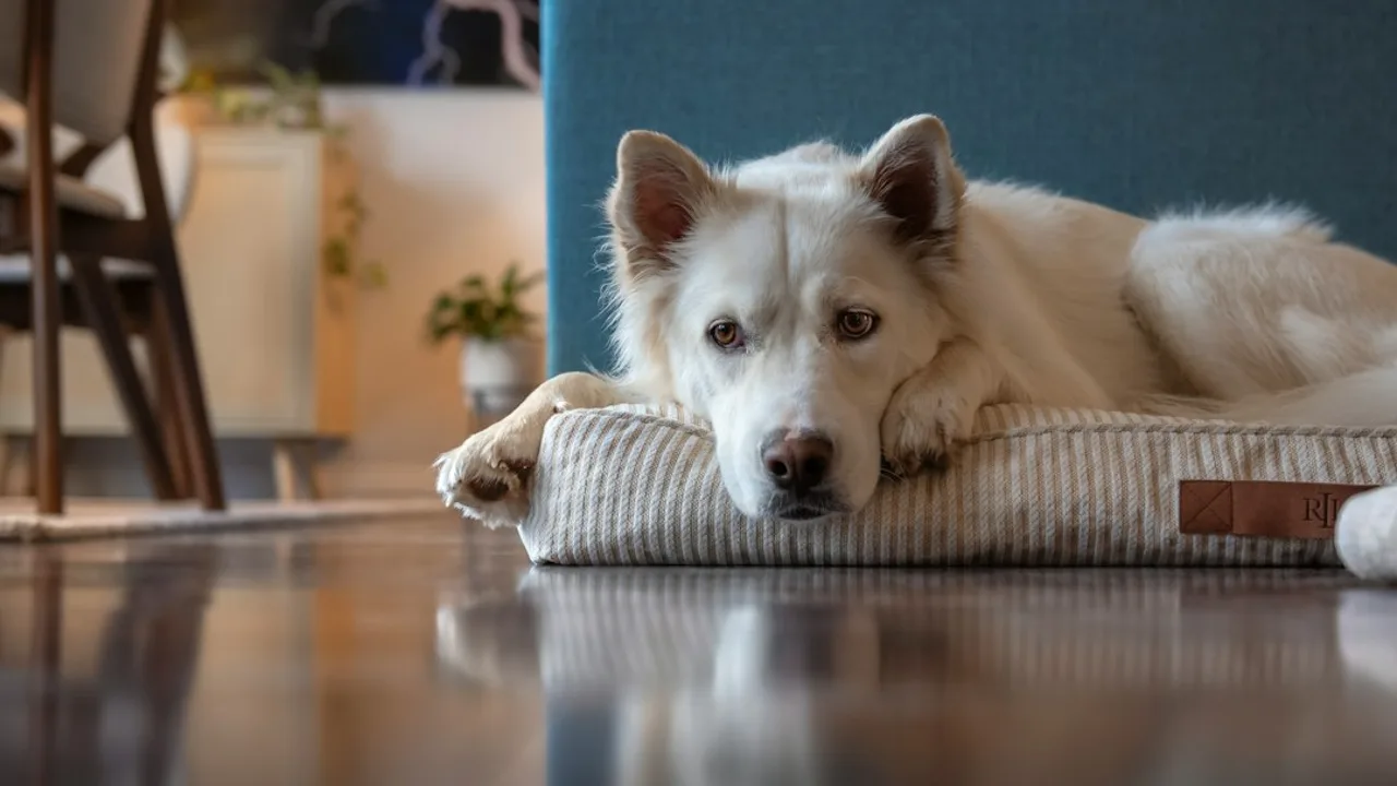 Sarna en perros: síntomas, tipos y tratamiento veterinario