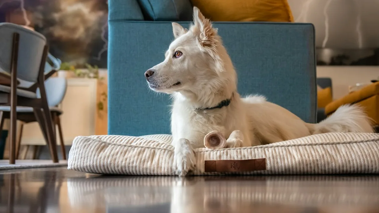 ¿Por qué mi perro vomita amarillo? Causas y señales de alarma