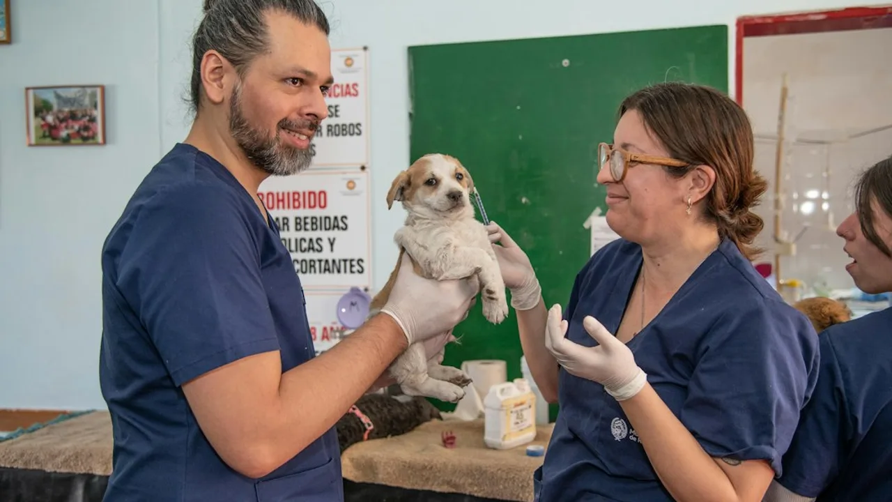 Fotografía ilustrativa de un perro