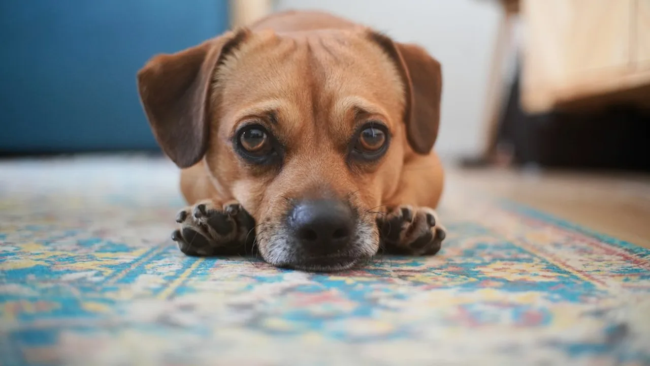 Fotografía ilustrativa de un perro