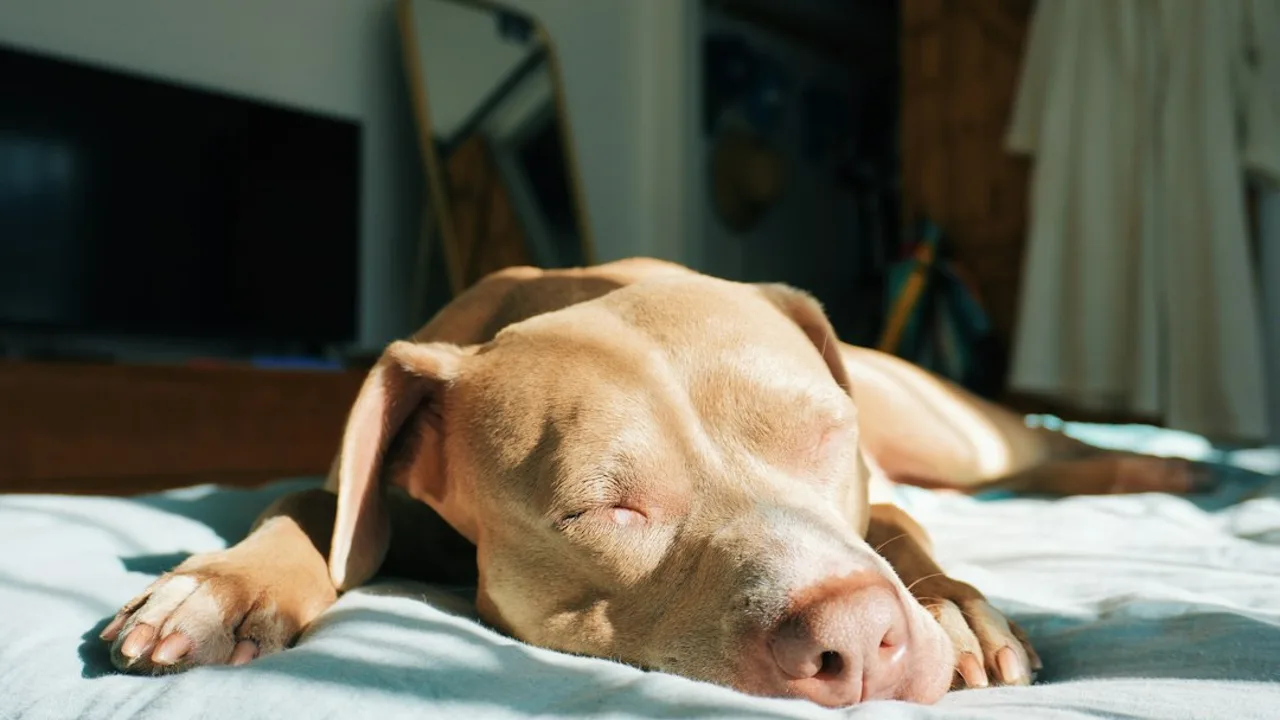 Fotografía ilustrativa de un perro