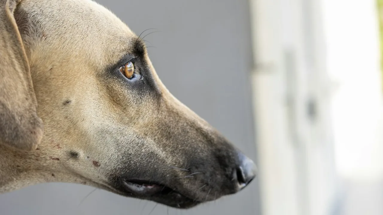 Garrapatas en perros: cómo eliminarlas y prevenirlas