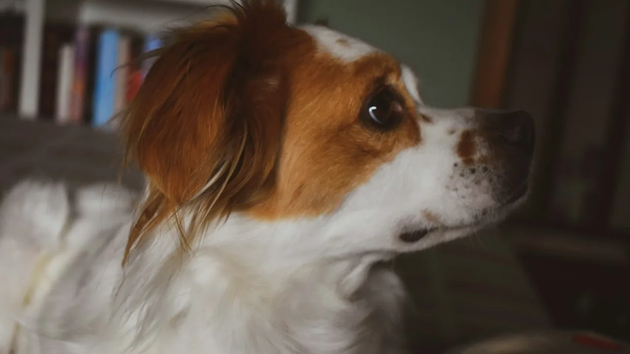 Fotografía ilustrativa de un perro