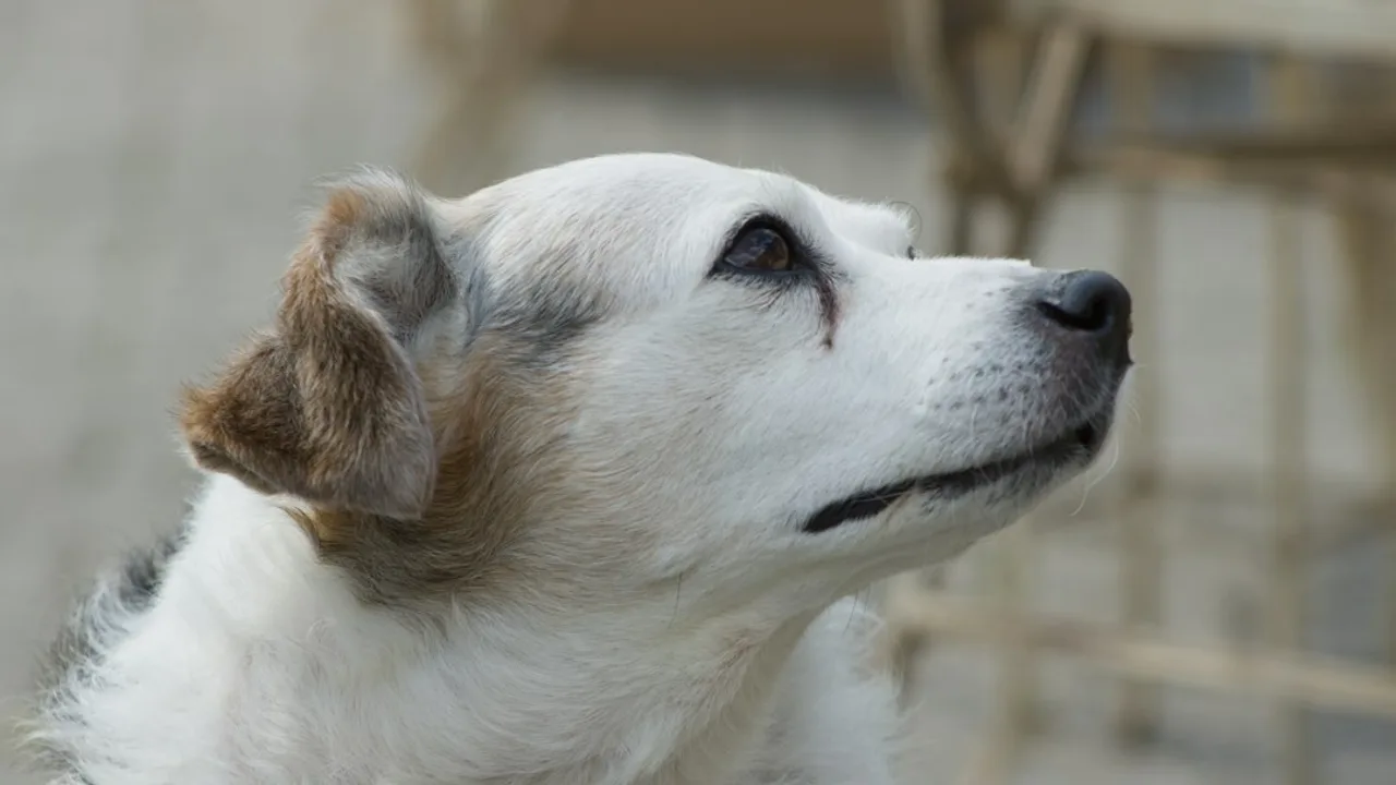 Fotografía ilustrativa de un perro
