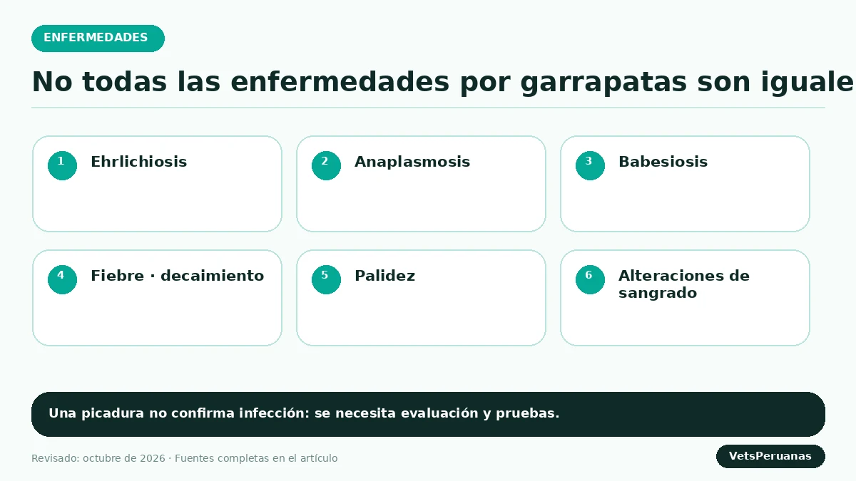 Gráfico editorial sobre Enfermedades transmitidas por garrapatas en perros
