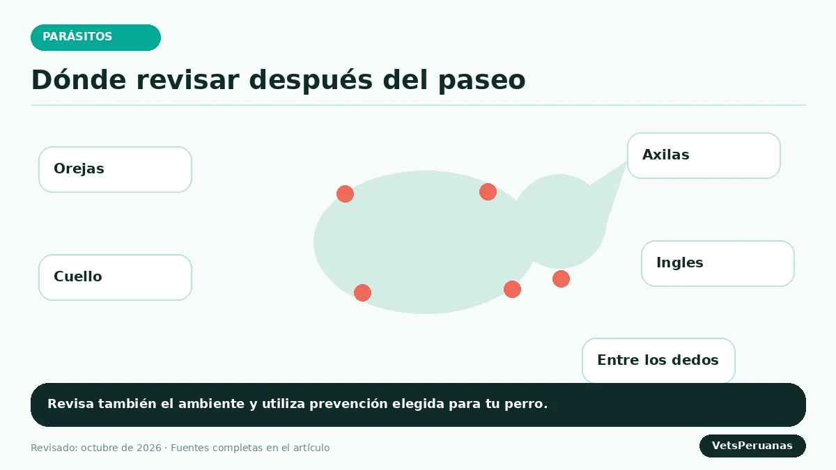 Gráfico editorial sobre Garrapatas en perros: cómo eliminarlas y prevenirlas