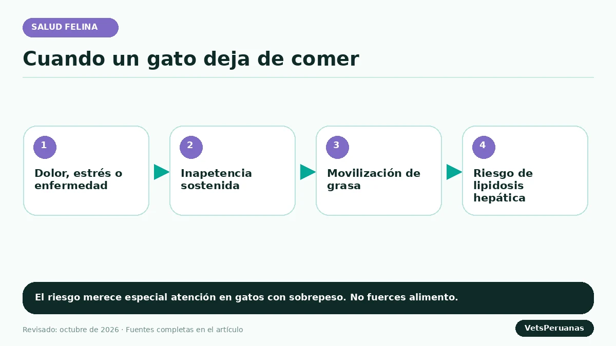 Gráfico editorial sobre Mi gato no quiere comer: causas y cuándo es urgente