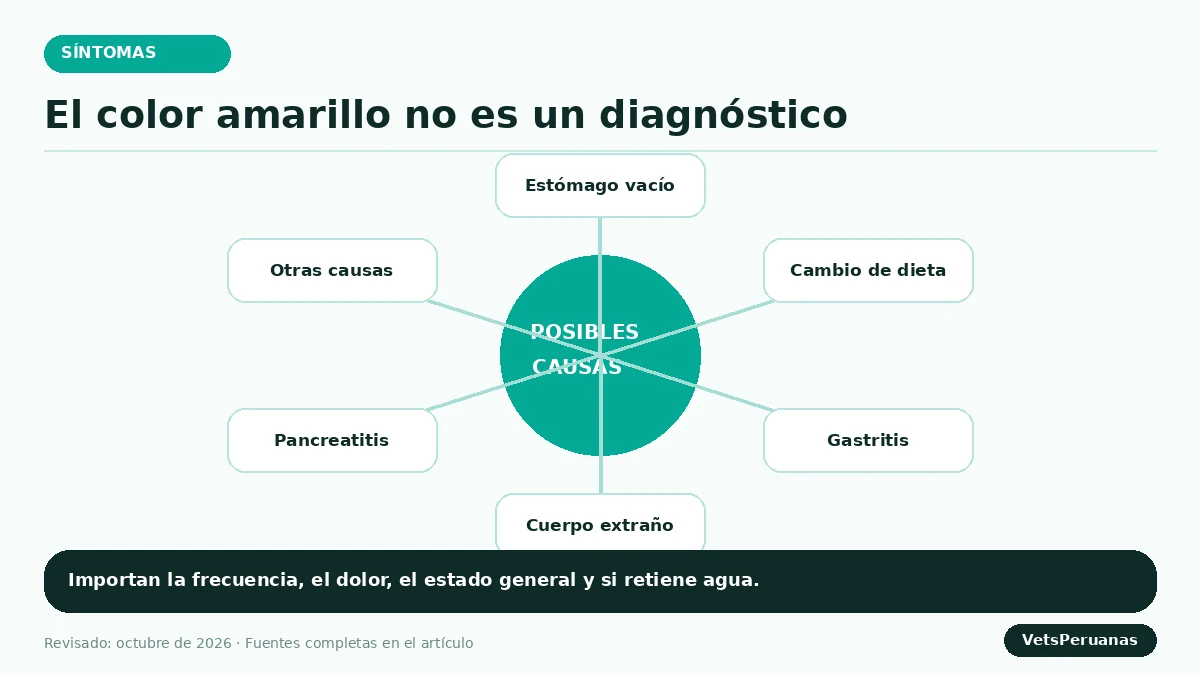 Gráfico editorial sobre ¿Por qué mi perro vomita amarillo? Causas y señales de alarma