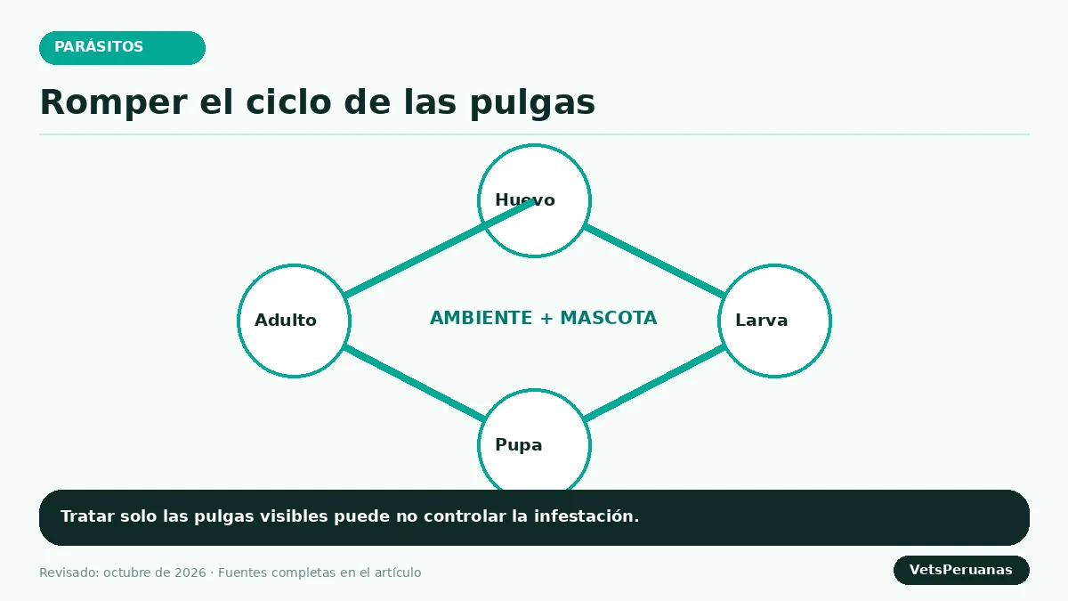 Gráfico editorial sobre Pulgas en perros: cómo eliminarlas del animal y de casa