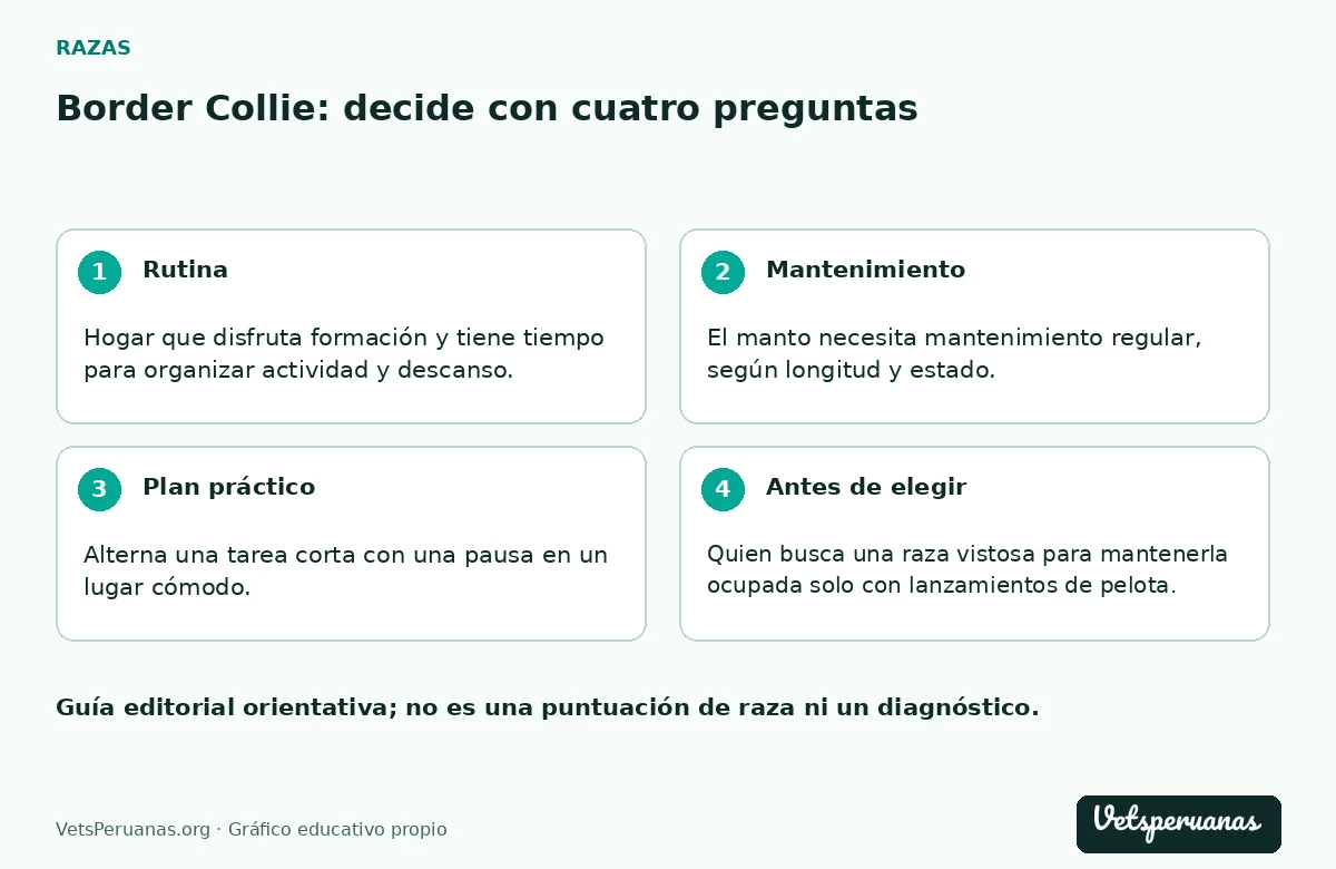 Border Collie: decide con cuatro preguntas: Rutina — Hogar que disfruta formación y tiene tiempo para organizar actividad y descanso.. Mantenimiento — El manto necesita mantenimiento regular, según longitud y estado. Añade una revisión al volver de zonas con vegetación y enseña a tolerar la manipulación en sesiones tranquilas.. Plan práctico — Alterna una tarea corta con una pausa en un lugar cómodo. Anota si puede relajarse después: llenar el día de juegos cada vez más intensos no es la única forma de ofrecer una vida satisfactoria.. Antes de elegir — Quien busca una raza vistosa para mantenerla ocupada solo con lanzamientos de pelota.