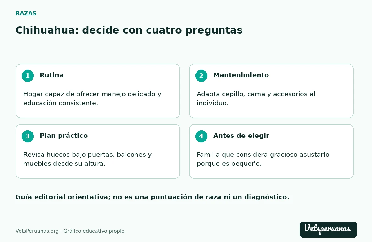 Chihuahua: decide con cuatro preguntas: Rutina — Hogar capaz de ofrecer manejo delicado y educación consistente.. Mantenimiento — Adapta cepillo, cama y accesorios al individuo. Comprueba el ajuste con frecuencia en un cachorro y evita comprar únicamente por la talla impresa en el empaque.. Plan práctico — Revisa huecos bajo puertas, balcones y muebles desde su altura. La planificación permite que explore de forma segura sin convertir cada paseo por casa en vigilancia improvisada.. Antes de elegir — Familia que considera gracioso asustarlo porque es pequeño.