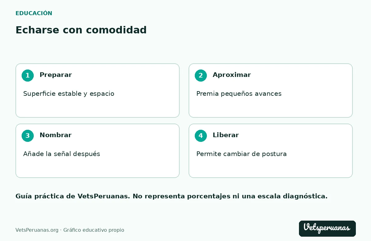 Echarse con comodidad: Preparar — Superficie estable y espacio. Aproximar — Premia pequeños avances. Nombrar — Añade la señal después. Liberar — Permite cambiar de postura