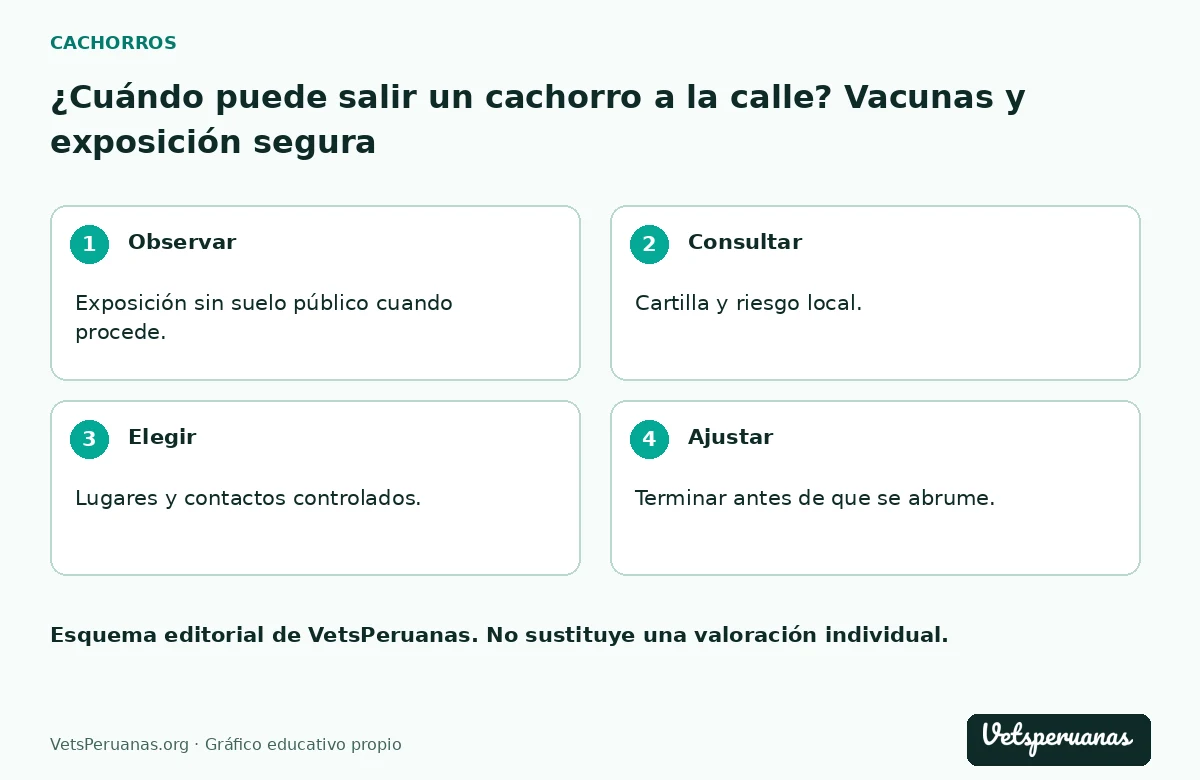 ¿Cuándo puede salir un cachorro a la calle? Vacunas y exposición segura: Observar — Exposición sin suelo público cuando procede.. Consultar — Cartilla y riesgo local.. Elegir — Lugares y contactos controlados.. Ajustar — Terminar antes de que se abrume.