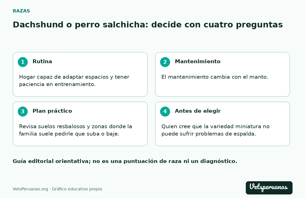 Dachshund o perro salchicha: decide con cuatro preguntas: Rutina — Hogar capaz de adaptar espacios y tener paciencia en entrenamiento.. Mantenimiento — El mantenimiento cambia con el manto. Pregunta por herramientas y frecuencia según el perro y revisa puntos de roce del equipo, en lugar de aplicar a todas las variedades la rutina del pelo corto.. Plan práctico — Revisa suelos resbalosos y zonas donde la familia suele pedirle que suba o baje. Consulta al veterinario cómo organizar actividad y accesos en ese individuo, especialmente si tiene antecedentes de dolor.. Antes de elegir — Quien cree que la variedad miniatura no puede sufrir problemas de espalda.