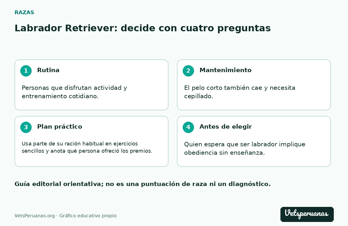Labrador Retriever: decide con cuatro preguntas: Rutina — Personas que disfrutan actividad y entrenamiento cotidiano.. Mantenimiento — El pelo corto también cae y necesita cepillado. Inspecciona sus accesorios y el lugar donde descansa: una cama húmeda o una correa deteriorada no se solucionan con un baño.. Plan práctico — Usa parte de su ración habitual en ejercicios sencillos y anota qué persona ofreció los premios. Un sistema doméstico claro evita que el perro reciba varias comidas adicionales sin que nadie lo sepa.. Antes de elegir — Quien espera que ser labrador implique obediencia sin enseñanza.