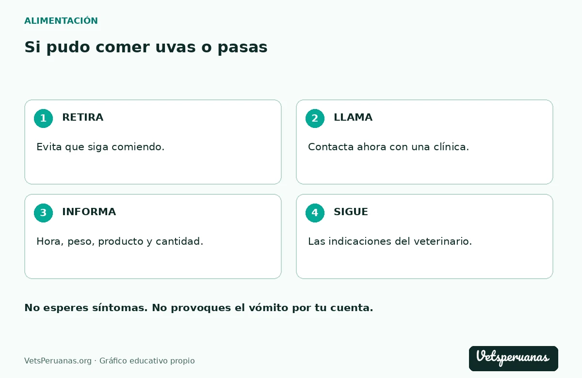 Si pudo comer uvas o pasas: RETIRA — Evita que siga comiendo.. LLAMA — Contacta ahora con una clínica.. INFORMA — Hora, peso, producto y cantidad.. SIGUE — Las indicaciones del veterinario.