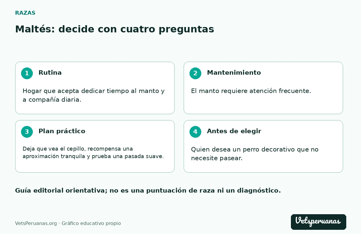 Maltés: decide con cuatro preguntas: Rutina — Hogar que acepta dedicar tiempo al manto y a compañía diaria.. Mantenimiento — El manto requiere atención frecuente. Divide el cepillado en zonas, detente si el pelo tira de la piel y consulta a una peluquería canina cuando un nudo no salga con suavidad.. Plan práctico — Deja que vea el cepillo, recompensa una aproximación tranquila y prueba una pasada suave. Aumentar la tolerancia poco a poco es más útil que terminar todo el cuerpo mientras intenta escapar.. Antes de elegir — Quien desea un perro decorativo que no necesite pasear.