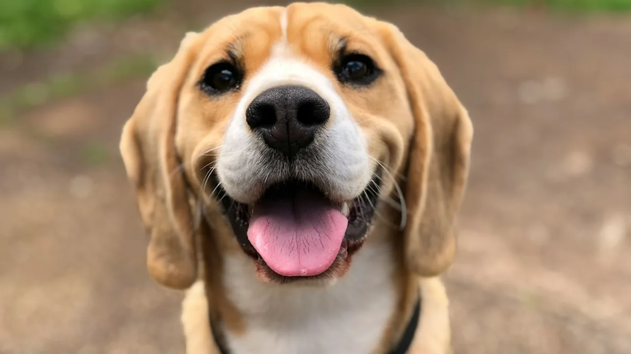 Fotografía ilustrativa de Beagle