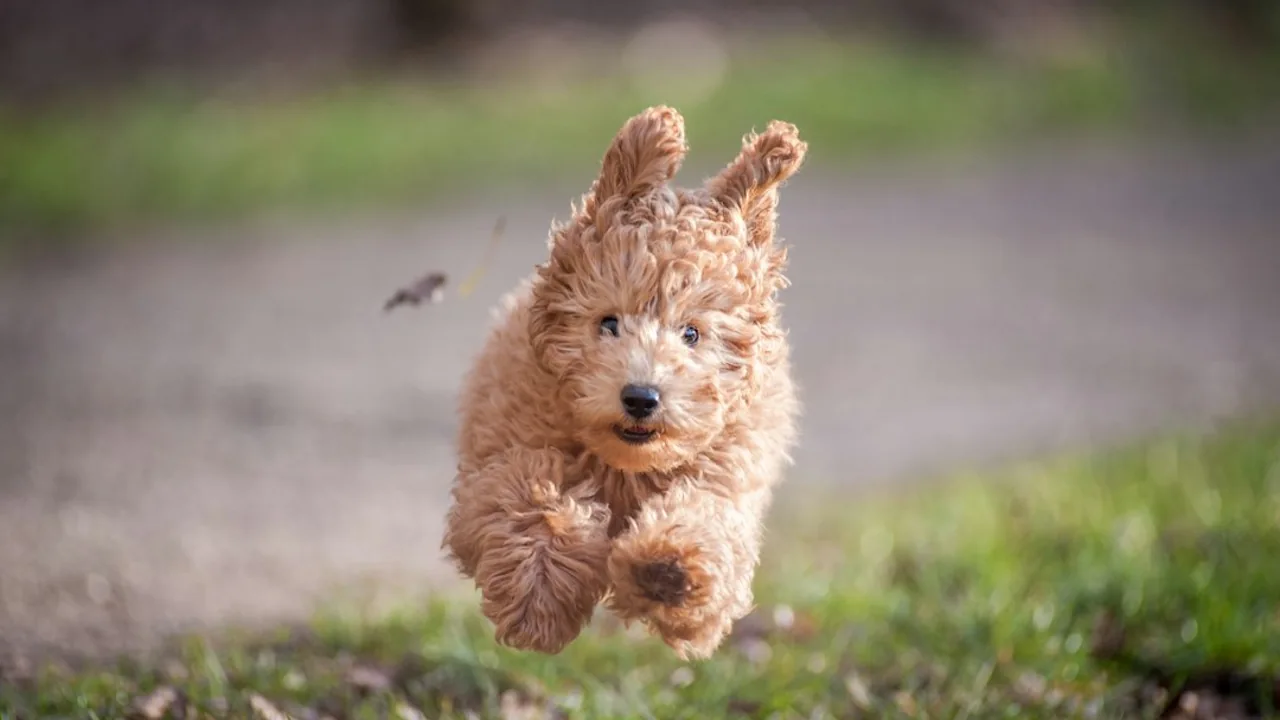 Fotografía ilustrativa de Poodle o caniche