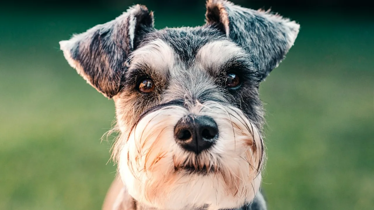 Fotografía ilustrativa de Schnauzer