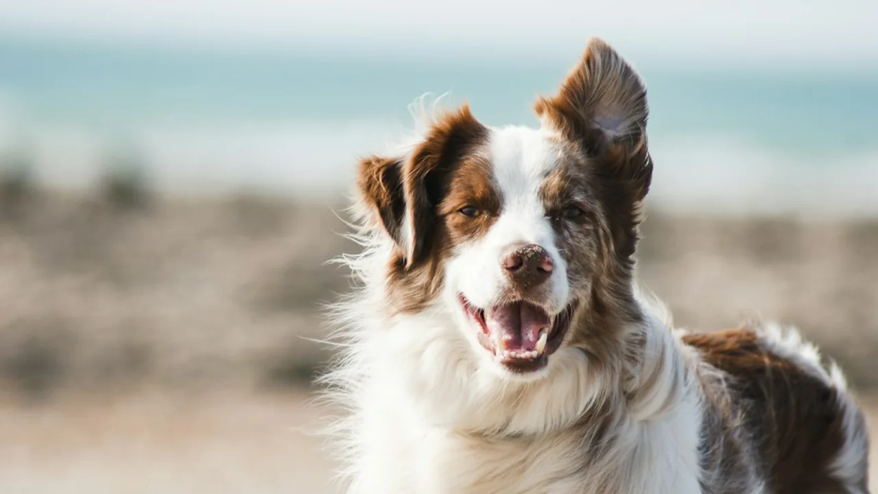Fotografía ilustrativa de Border Collie