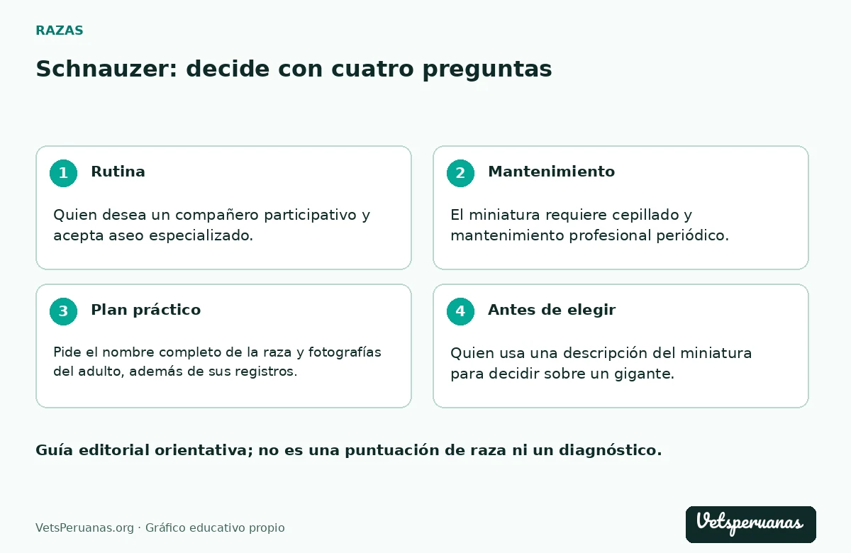Schnauzer: decide con cuatro preguntas: Rutina — Quien desea un compañero participativo y acepta aseo especializado.. Mantenimiento — El miniatura requiere cepillado y mantenimiento profesional periódico. Después de comer, revisa que no queden residuos en la barba y pregunta cómo limpiarla sin irritar la piel.. Plan práctico — Pide el nombre completo de la raza y fotografías del adulto, además de sus registros. Elegir un schnauzer sin aclarar cuál puede dejarte con necesidades muy distintas de las que habías presupuestado.. Antes de elegir — Quien usa una descripción del miniatura para decidir sobre un gigante.