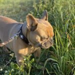 french bulldog, dog, dog leash, collar, go walkies, eat grass, fur, beige, in the green, in the morning, walk, portrait, animal portrait, friendship, loyal friend, pet, nose, cute, cozy, animal, love, nature, sunrise, beauty, fresh air