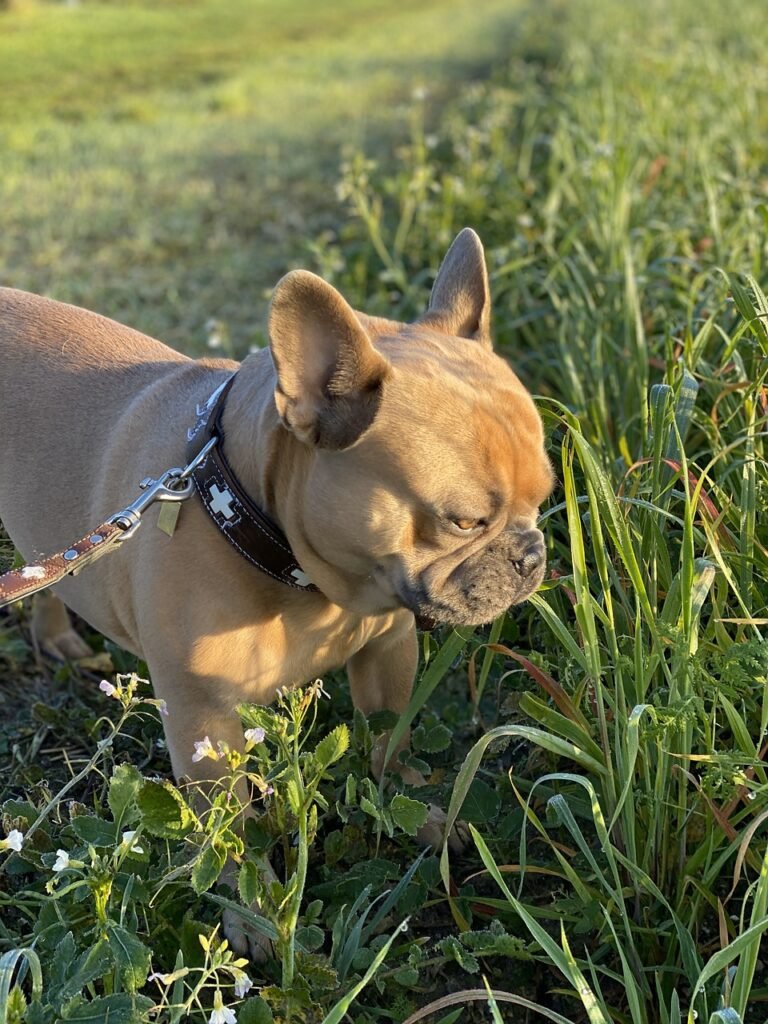 french bulldog, dog, dog leash, collar, go walkies, eat grass, fur, beige, in the green, in the morning, walk, portrait, animal portrait, friendship, loyal friend, pet, nose, cute, cozy, animal, love, nature, sunrise, beauty, fresh air