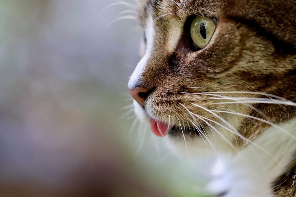 cat, cat tongue, pet, cat eyes, mackerel, domestic animal, tabby, gray tabby cat, gray cat, domestic cat, portrait, cat portrait, cat profile, the world of animals, mammal, nature, animal