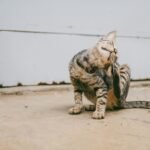 A cute tabby cat scratches its face while sitting outdoors on a concrete surface, showcasing its playful nature.