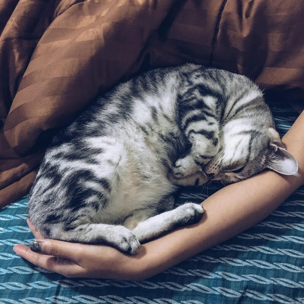 A serene image of a gray tabby cat sleeping soundly on a person's arm indoors.